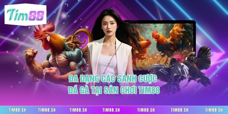 Đa dạng các sảnh cược đá gà tại sân chơi Tim88